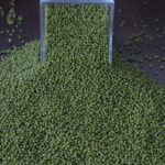 Green Mung (1)