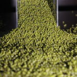 Green Mung (2)