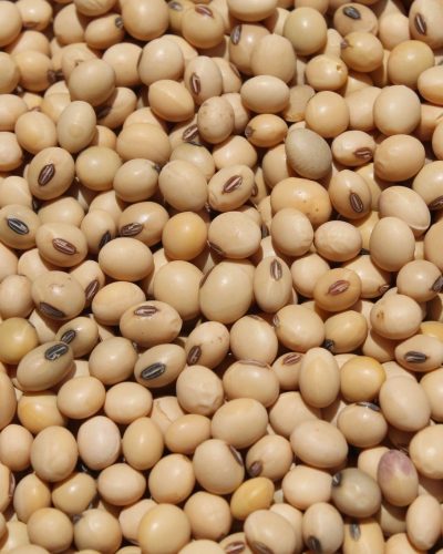 Soybean-Non-GMO.jpg